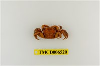 藏品(中型東方蟹)的圖片